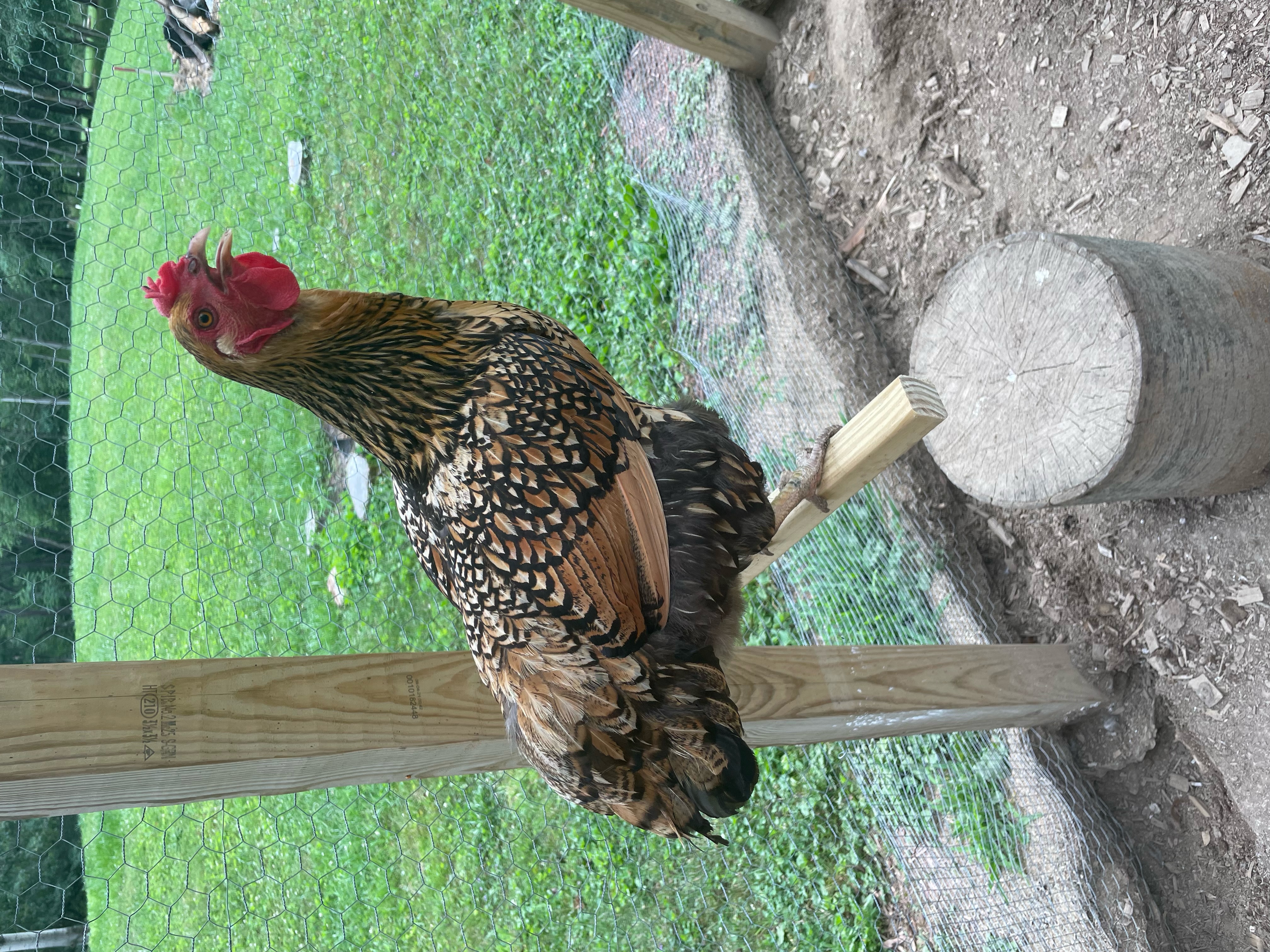 Chicken Perch