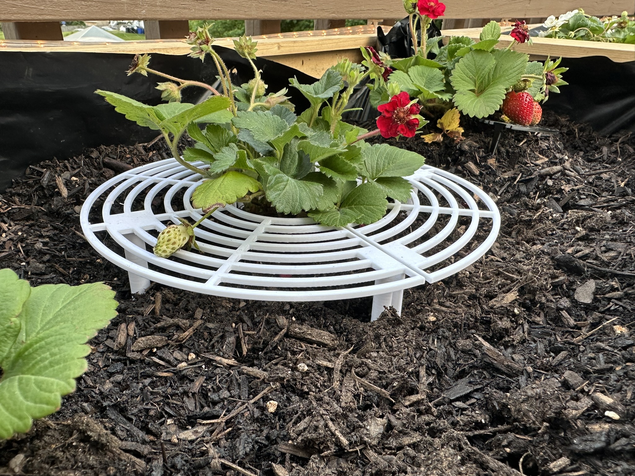 Split Strawberry Support