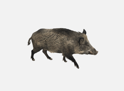 Wild Boar