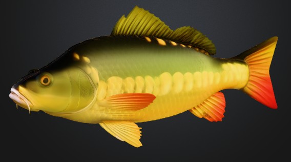 FISH CARP FRESHWATER COMMON KAPR RYBA