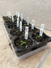 Plant tag