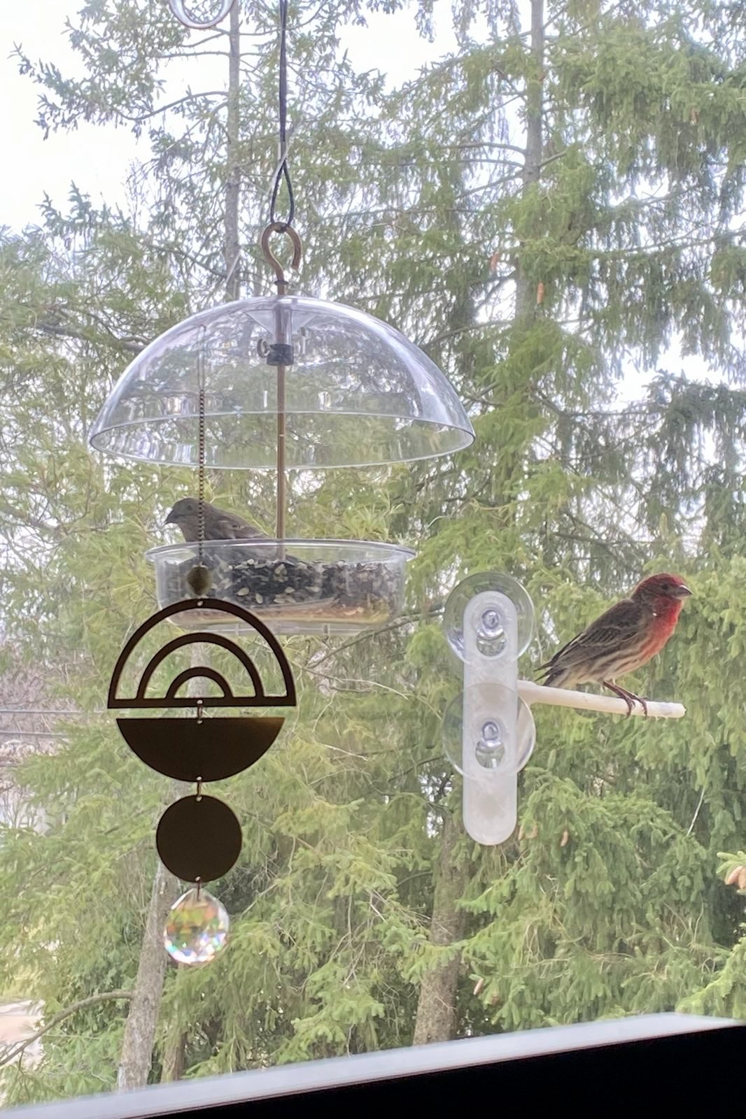 Bird Perch (window suction cup)
