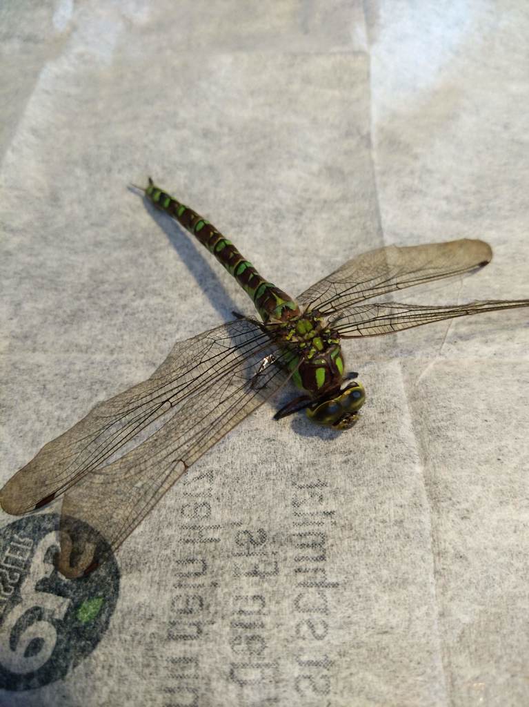 Miniatura 5 do modelo 3D Floppy Dragonfly