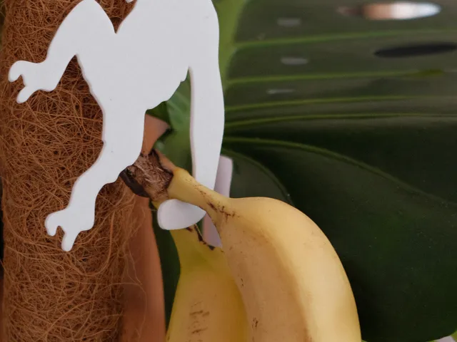 Key/Banana Monkey