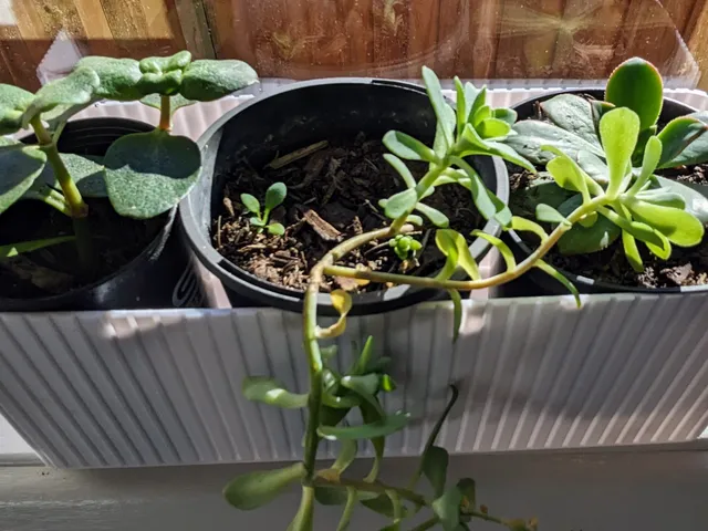 Windowsill pot plant holder
