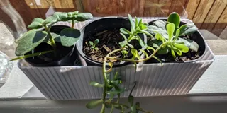 Windowsill pot plant holder