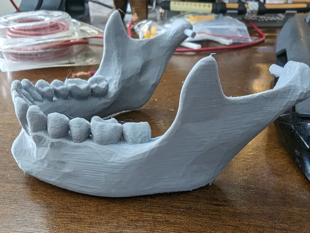 Anatomically correct human skull lower jaw remix