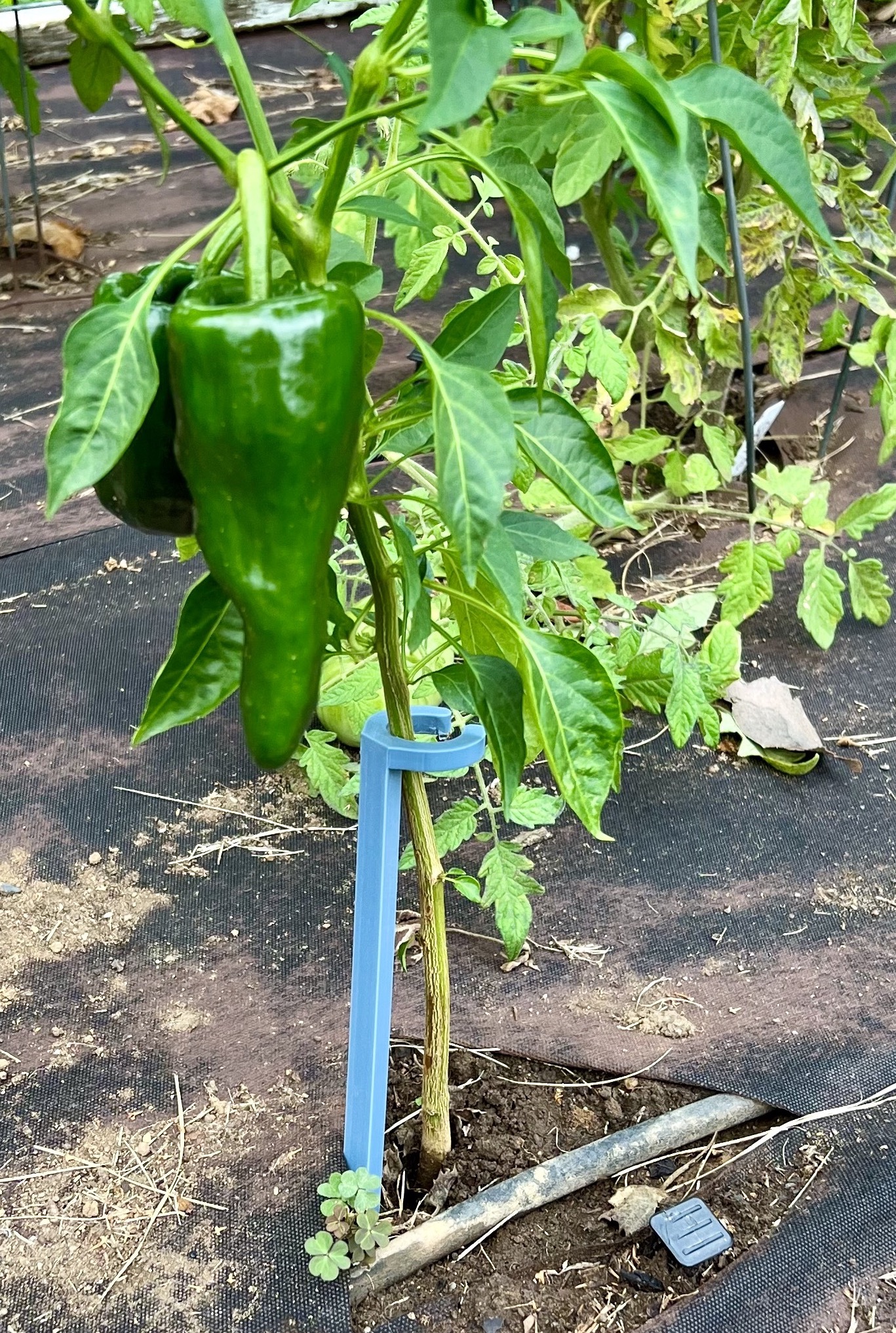 Garden Plant Support Stakes