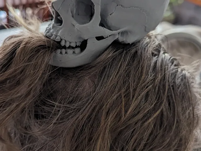 Anatomically correct HINGED Skull and Jaw