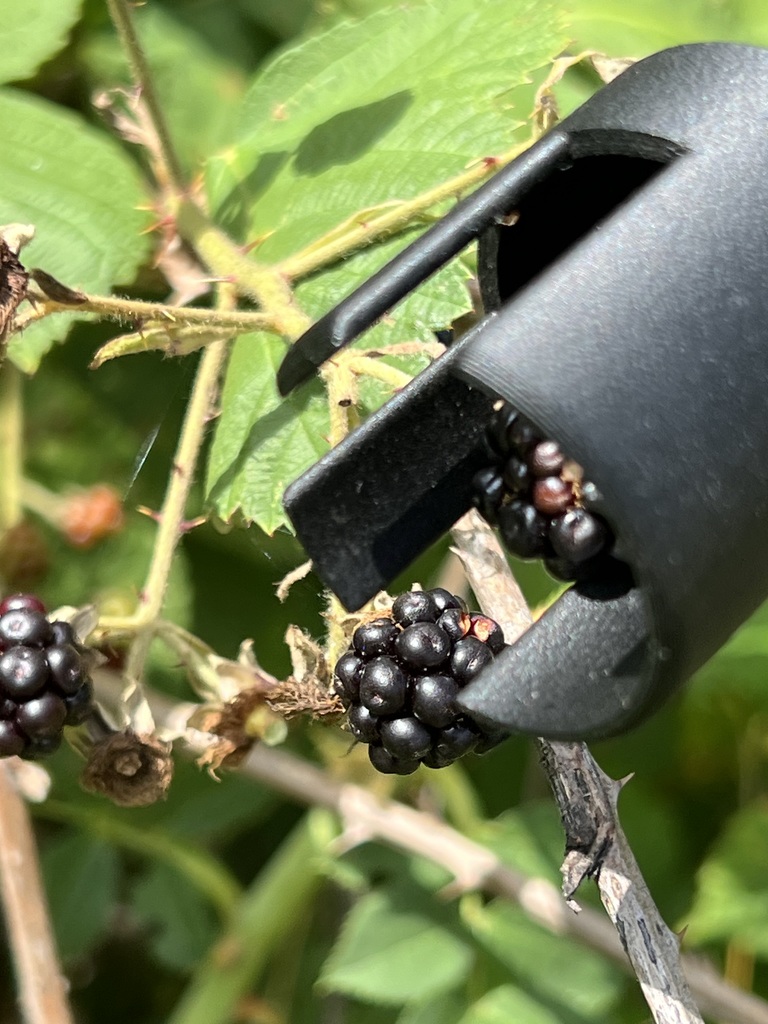 Brombeer Pflücker / Blackberry Picker by Rs Download free STL model