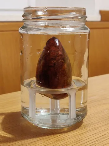 Avocado sprouter (narrow jar edition)