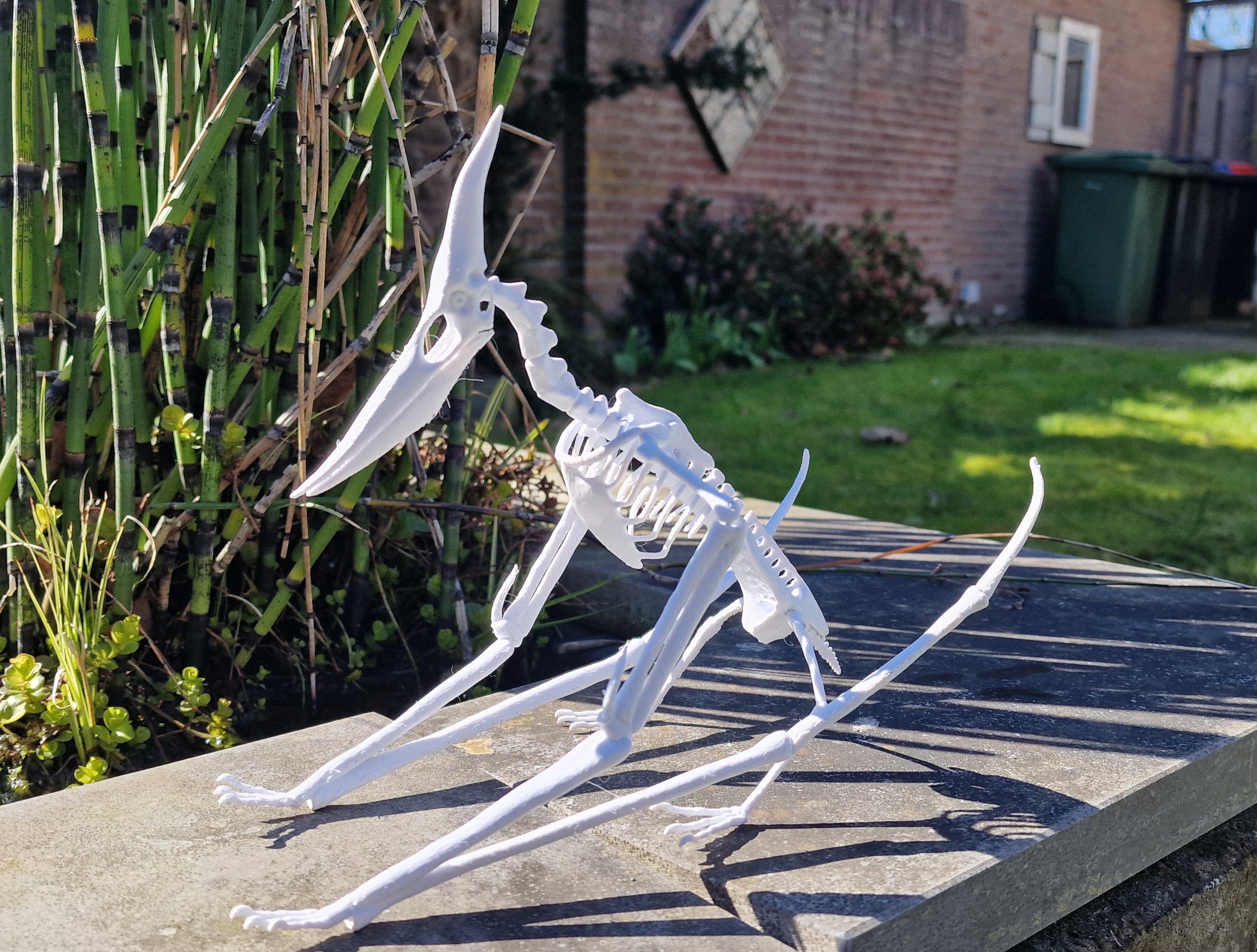 Pteranodon-skeleton Designer Ed van der Heijden.