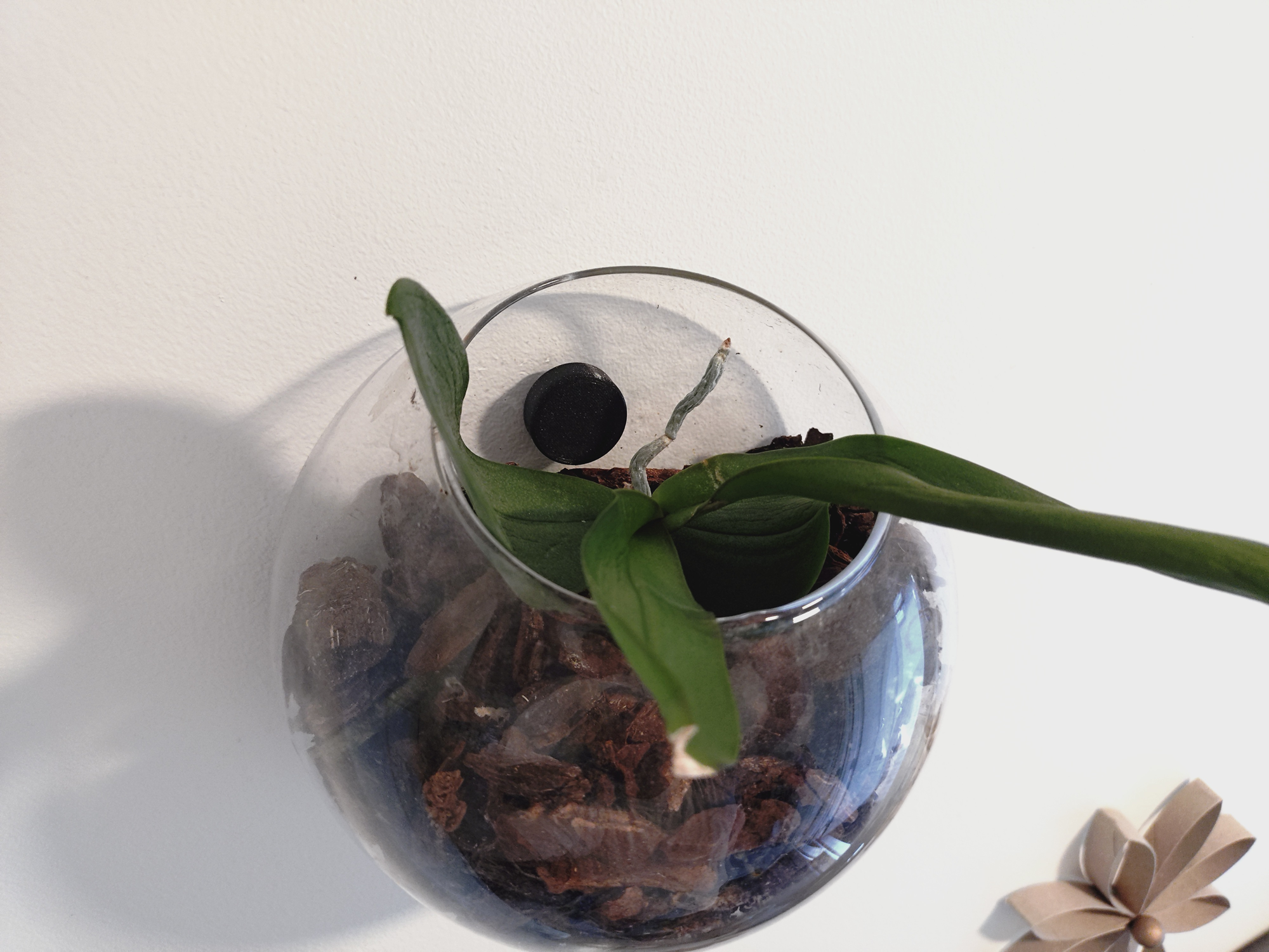 Wall-Mount Hanging Insert for Glass Vases and Similar Items