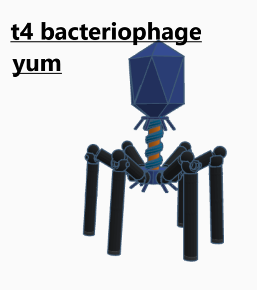 t4 bacteriophage