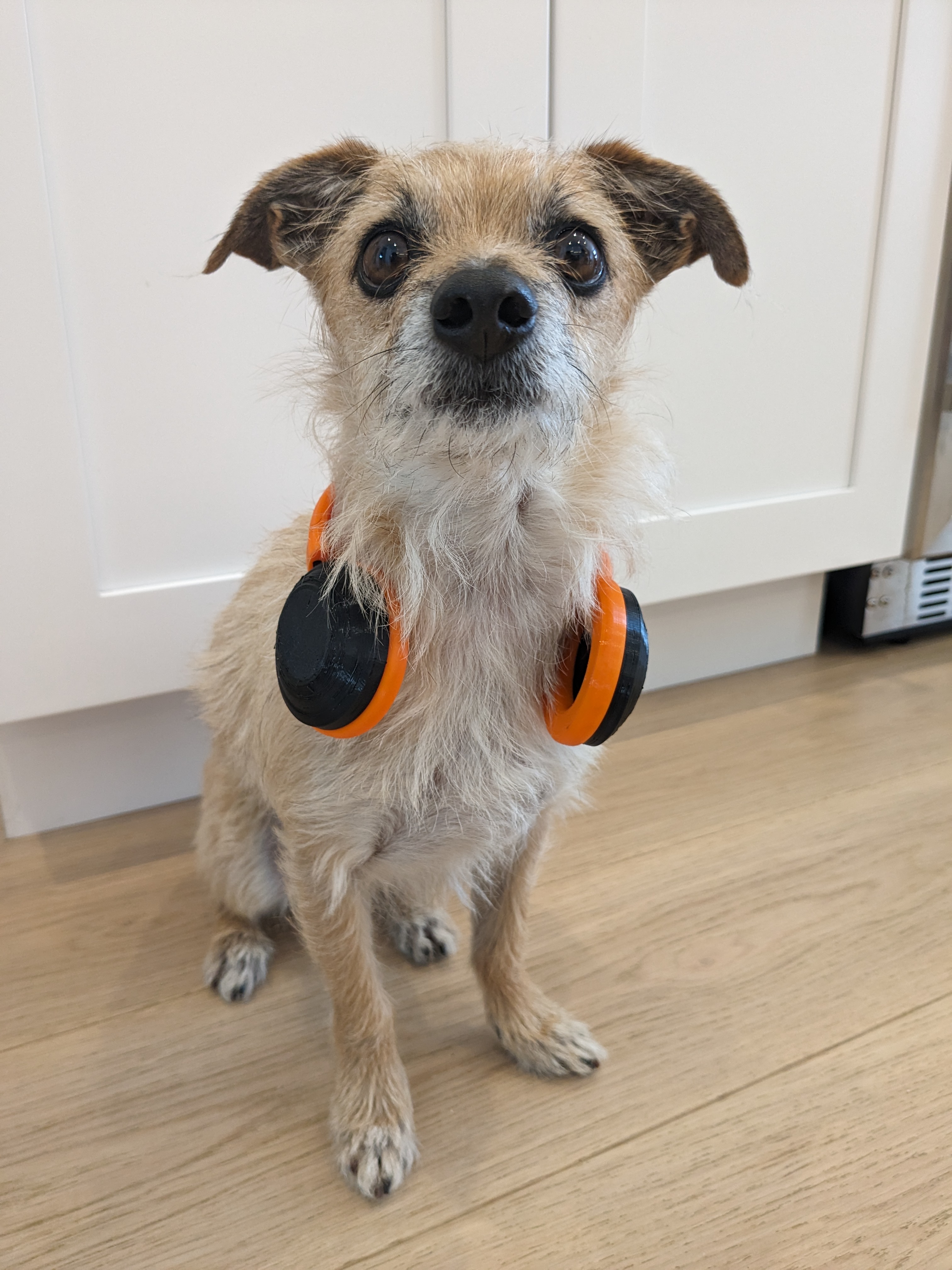 Dog or Cat Headphones
