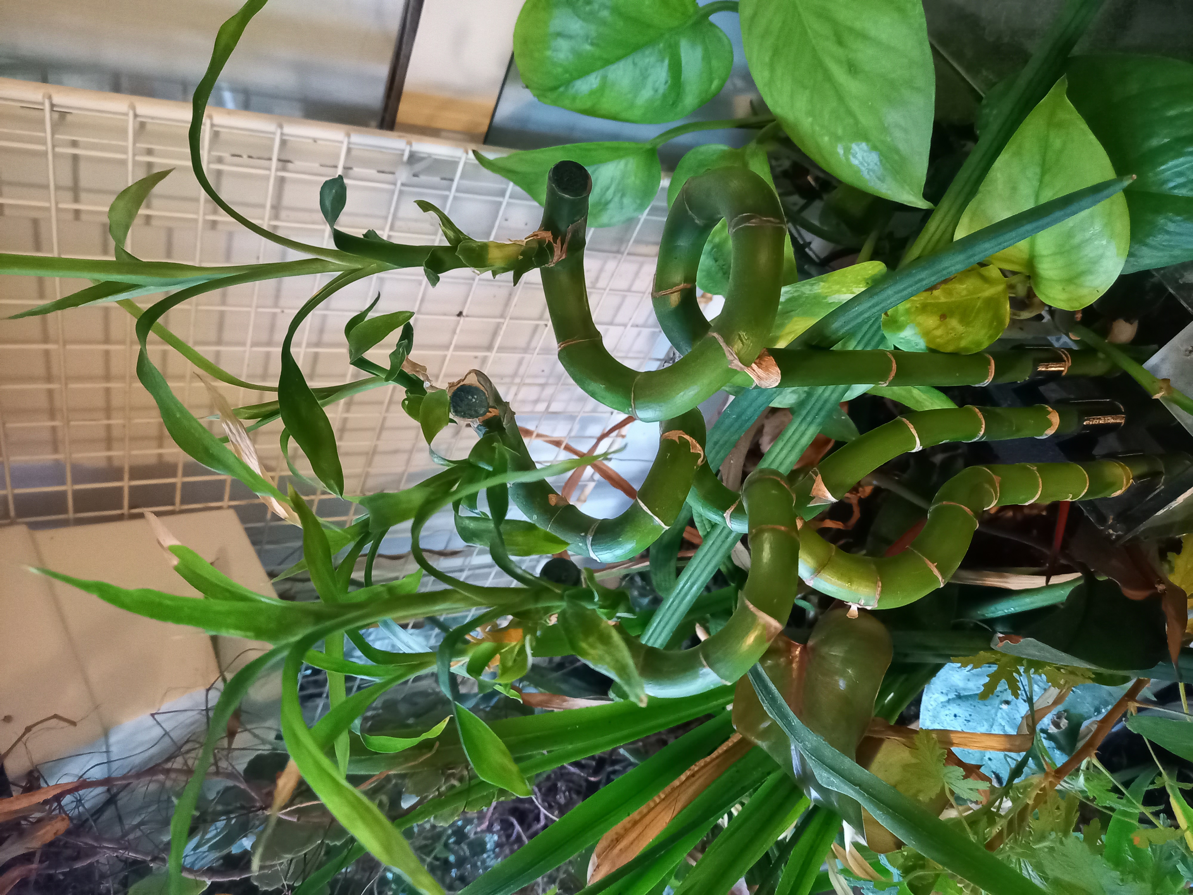 Lucky bamboo holder for aquarium