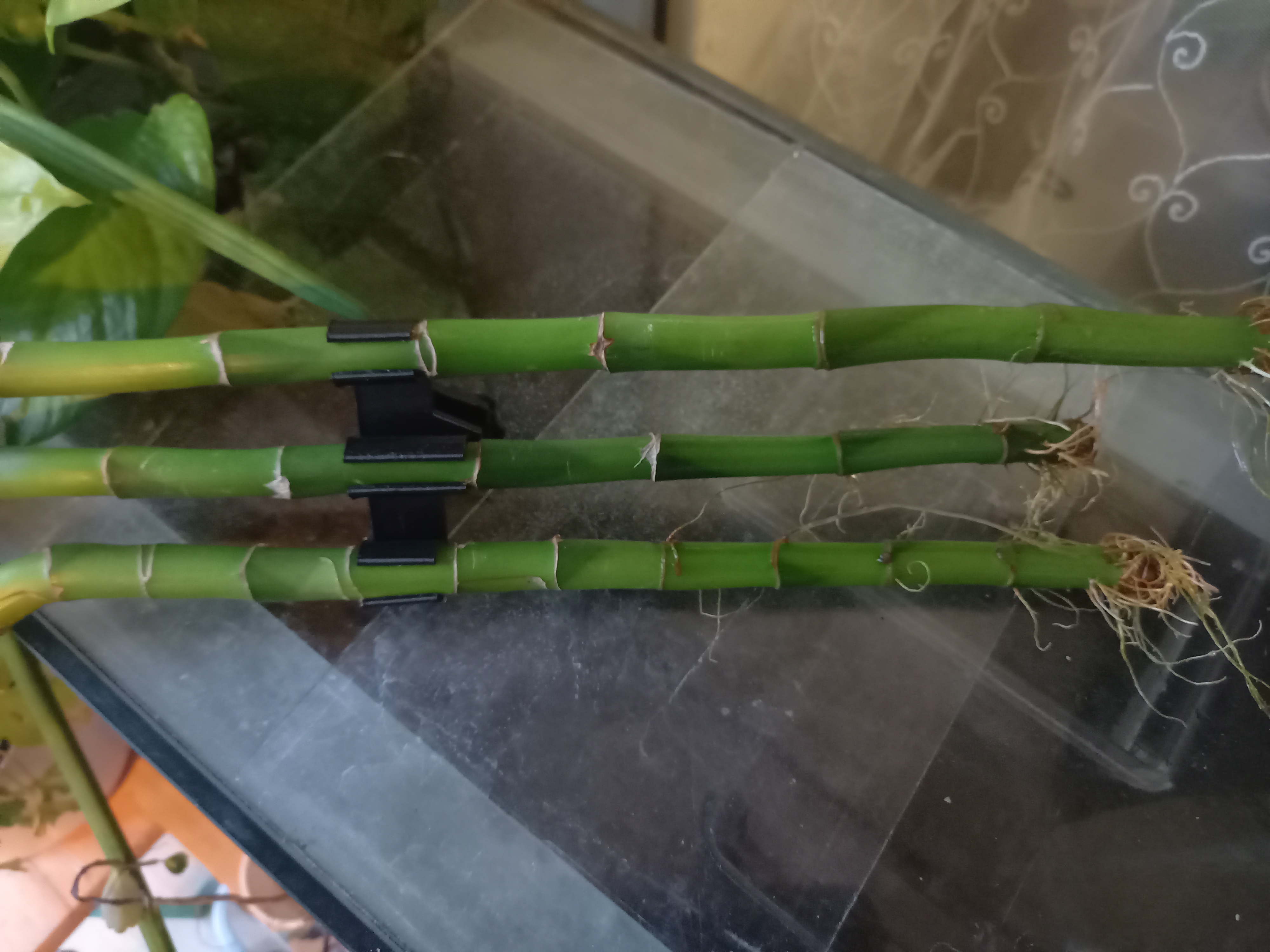 Lucky bamboo holder for aquarium by HvL | Download free STL model ...