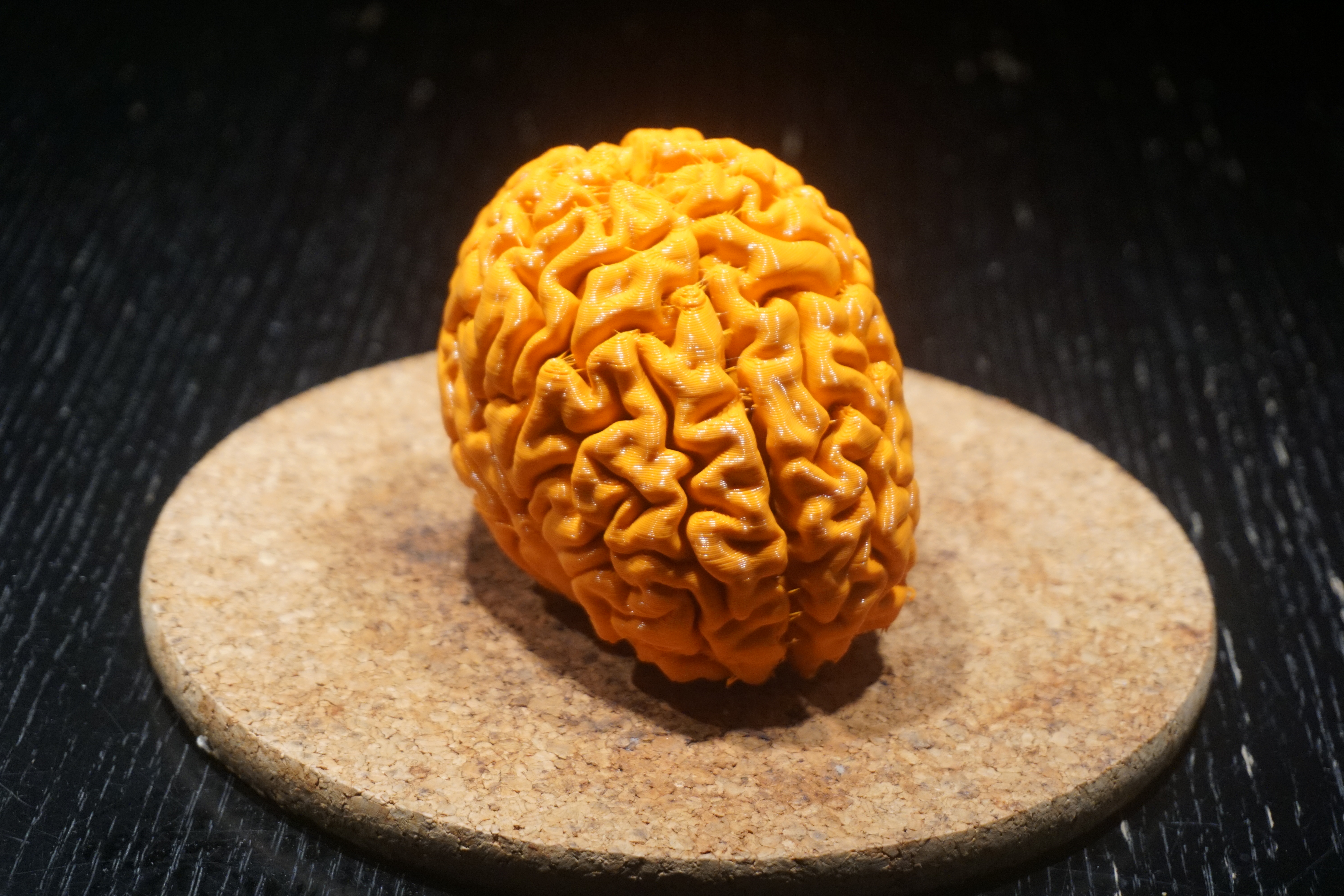 Human brain model form good MRI