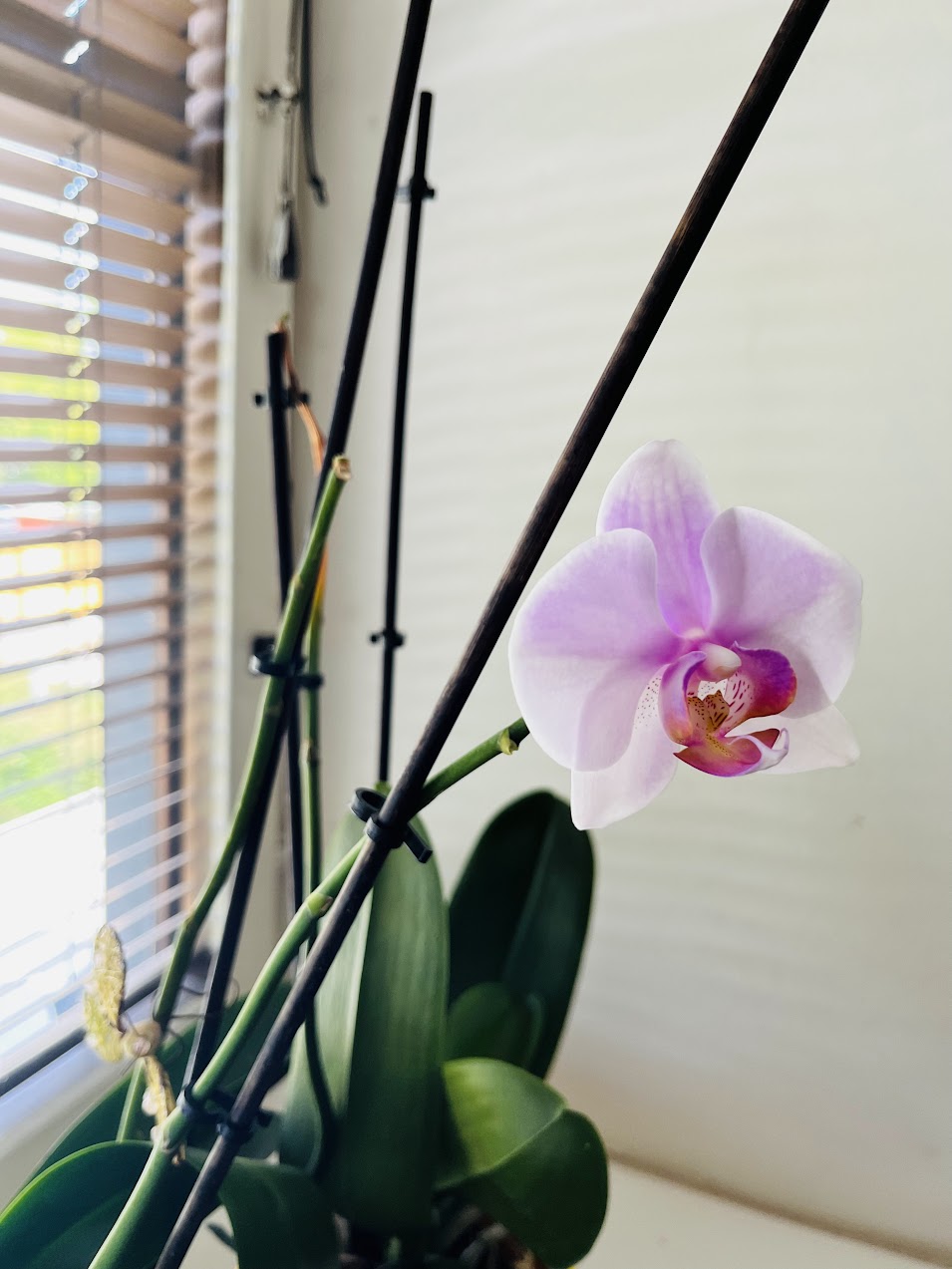 Plant Clip