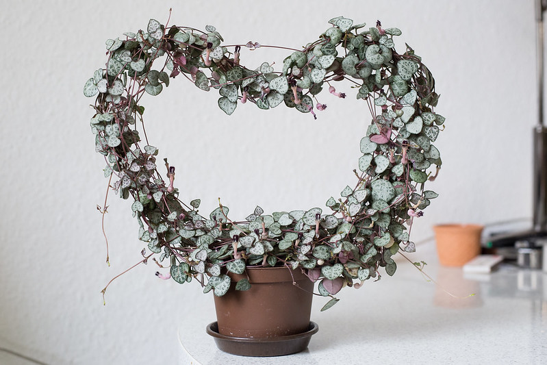 Heart shaped Plant Trellis