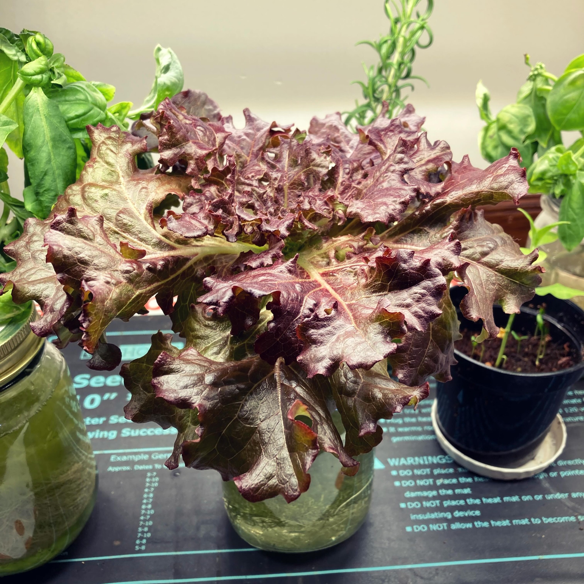 Kratky Hydroponics cube holder for Regular mouth mason jar