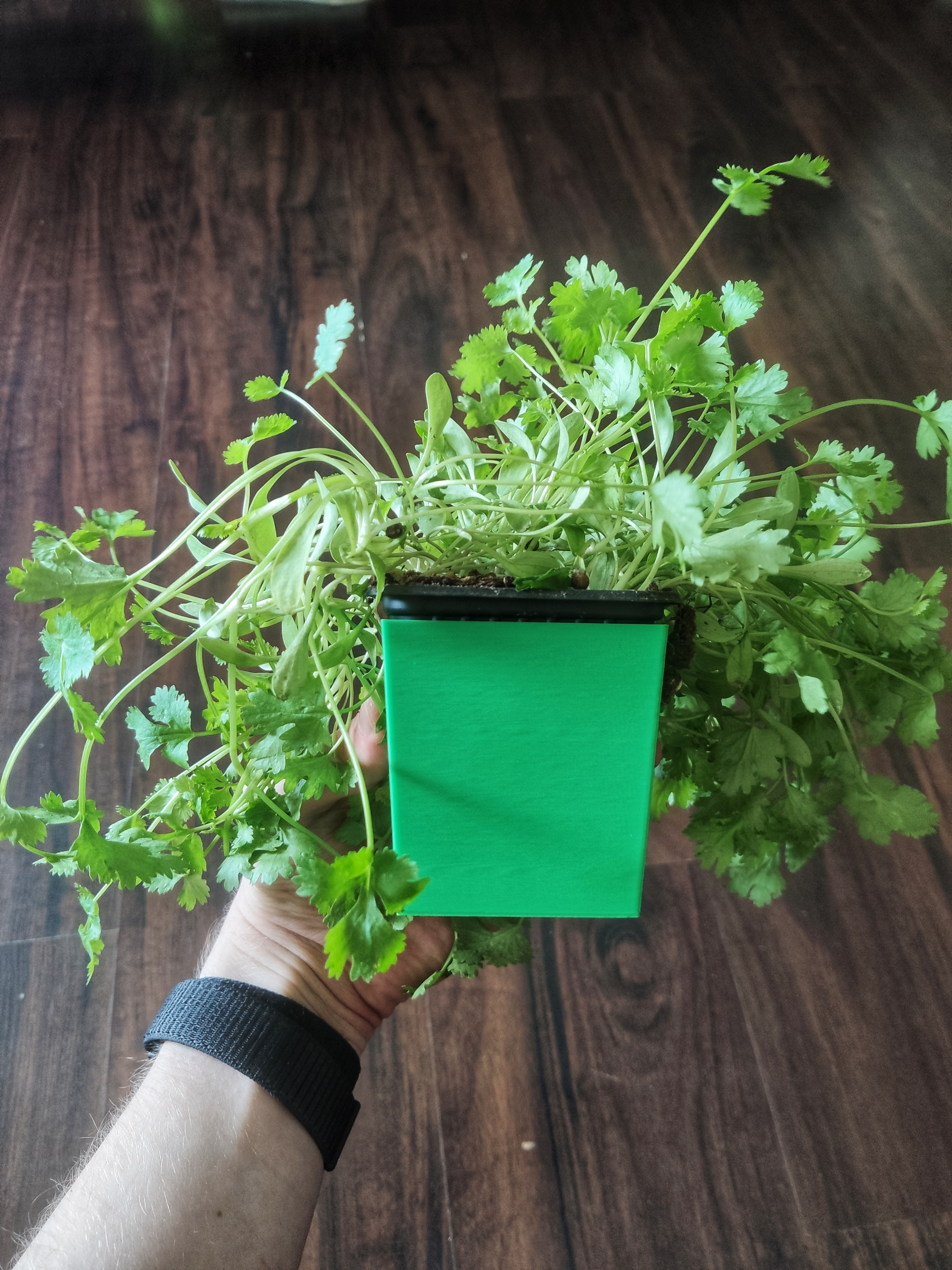 Herbs Pot