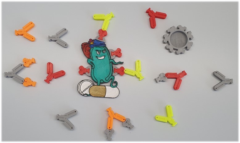 Bacteria Boost: Dive into Antibody Interactions!