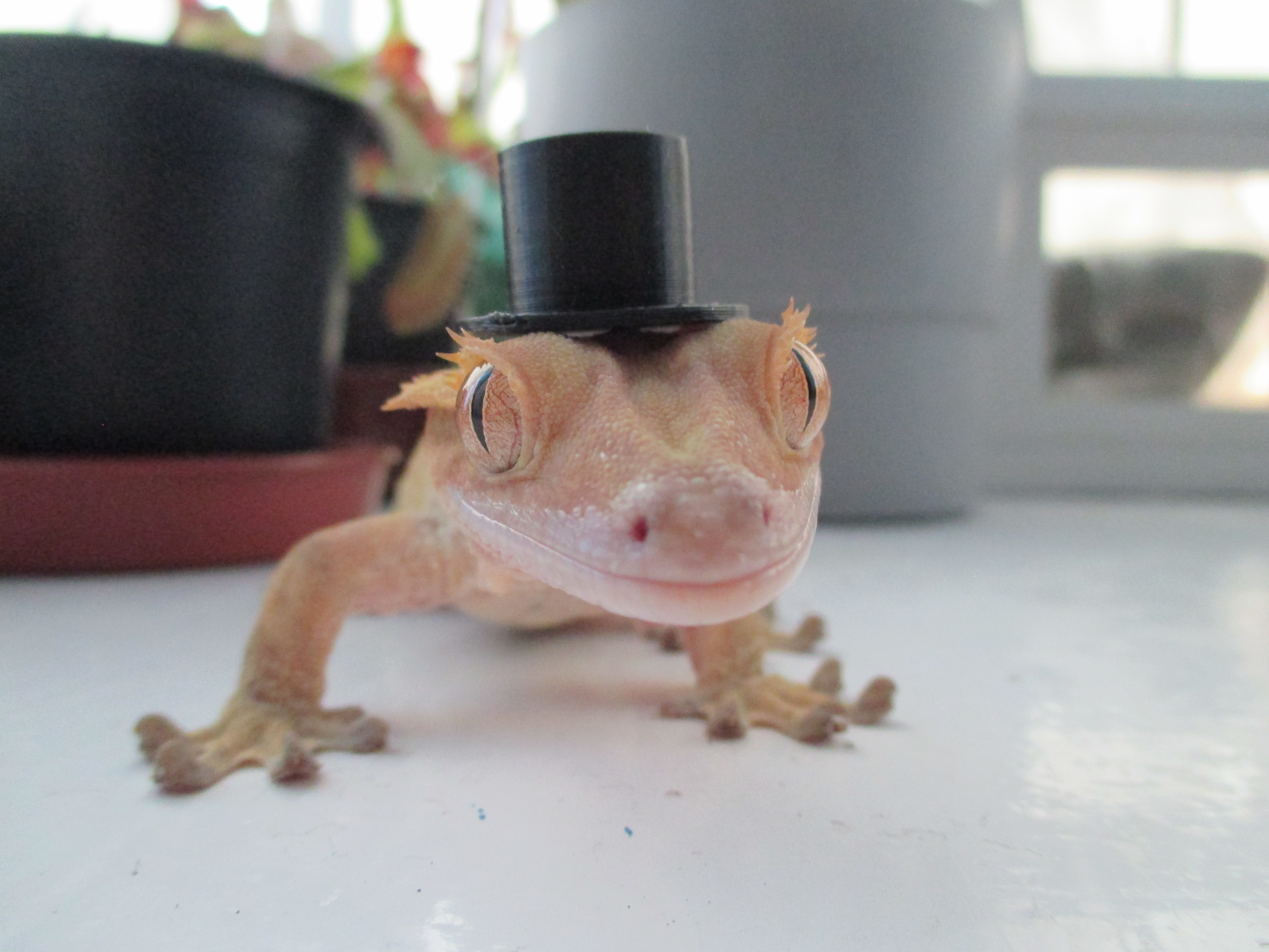 Tiny top hat