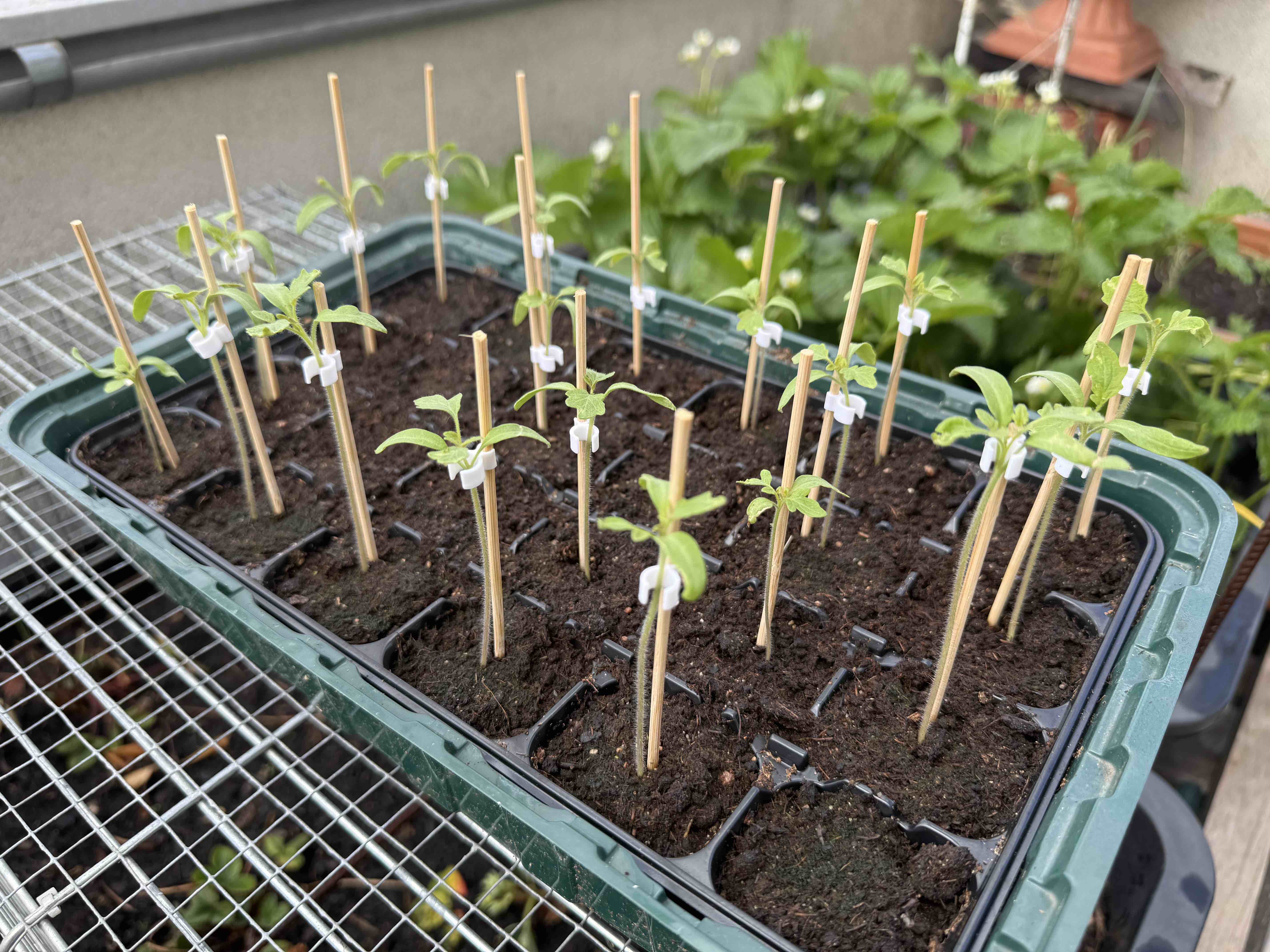 support for seedlings