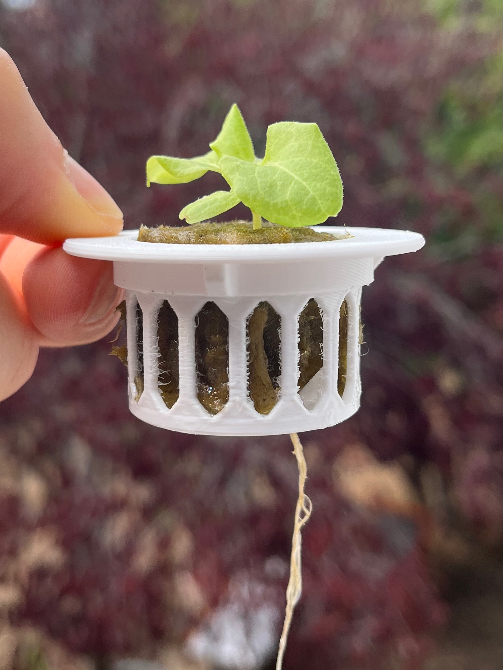 Hydroponics - Rockwool Netcup