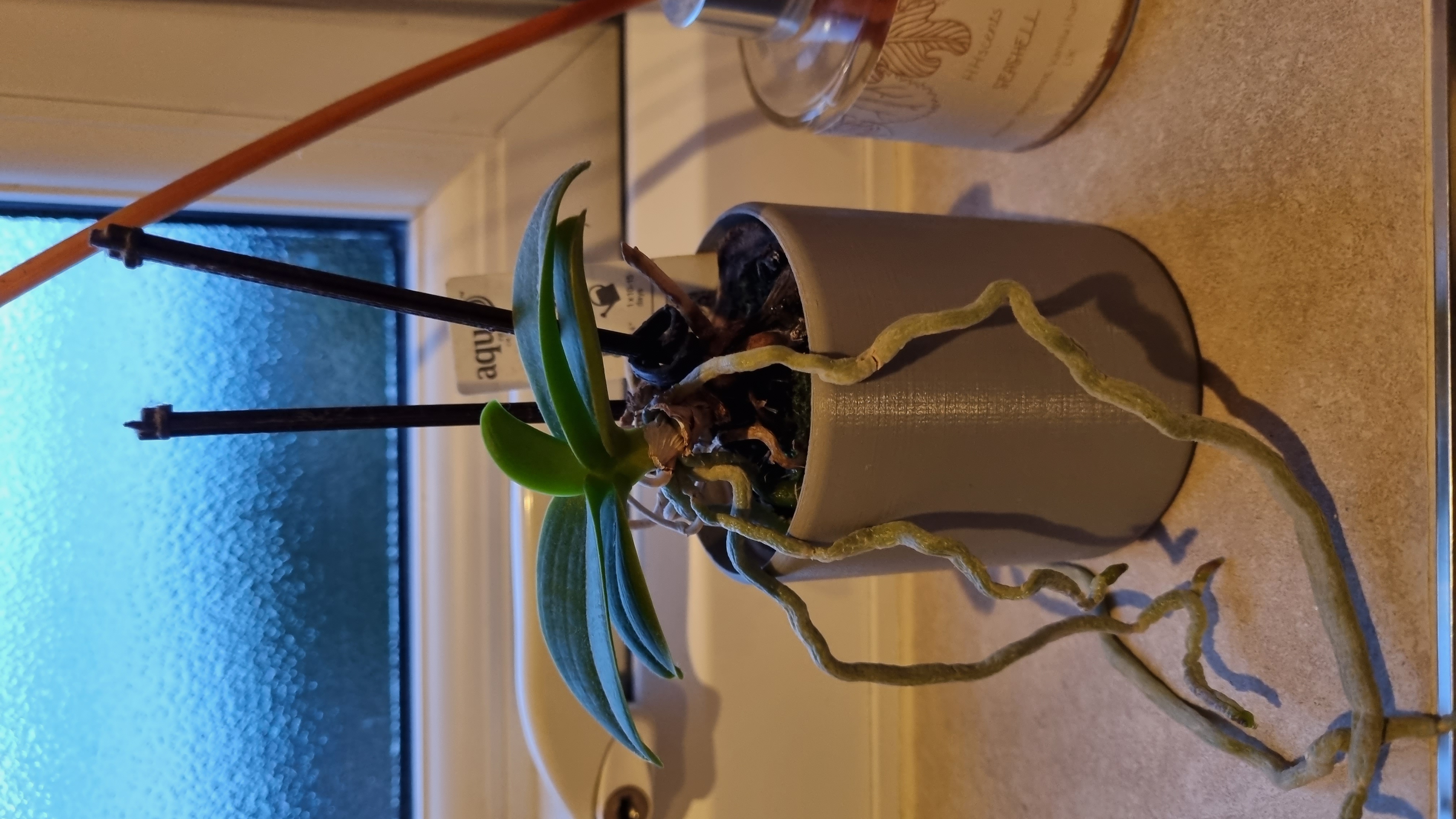 Plant Pot