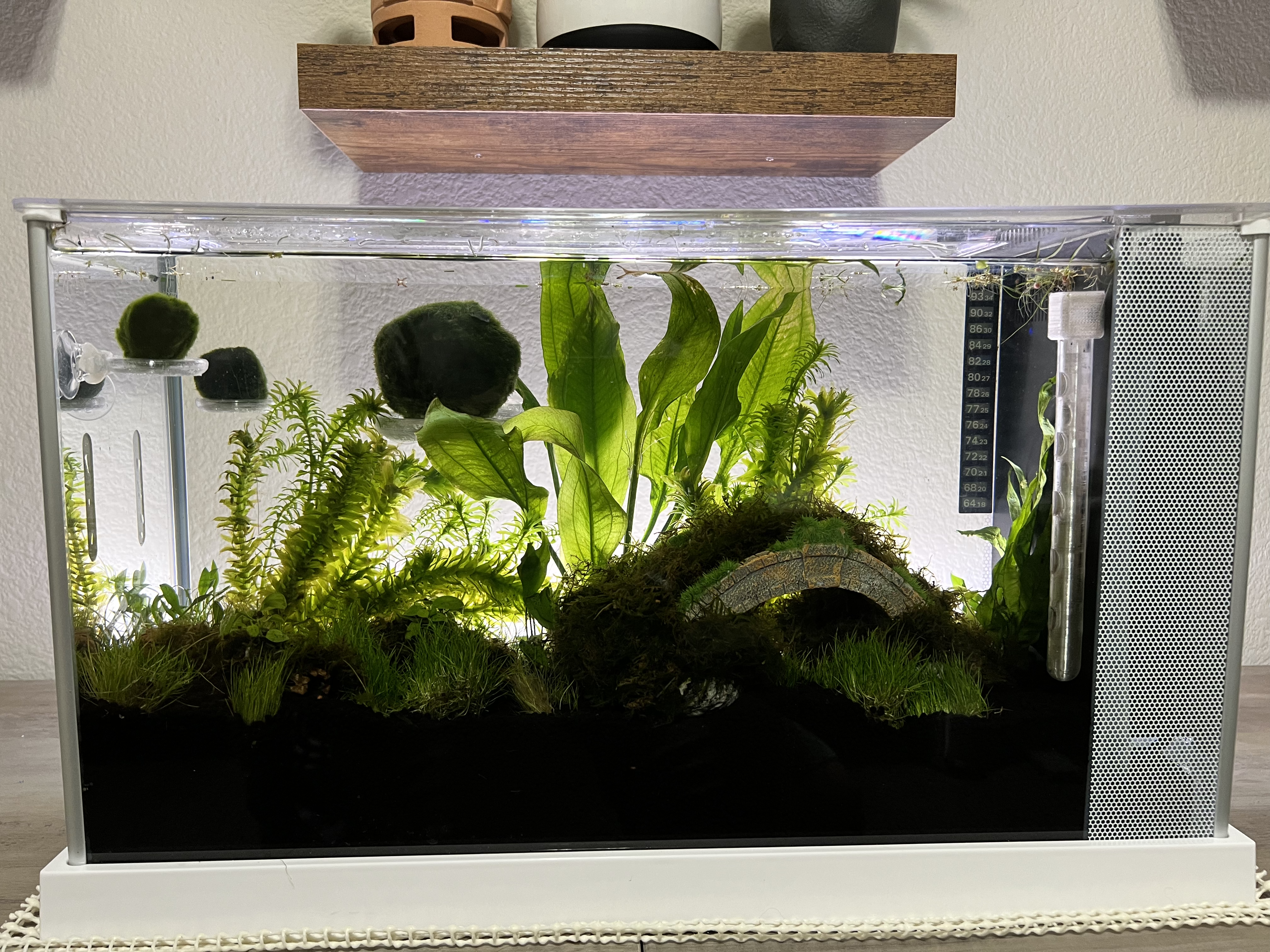 Marimo ball and Moss floating stand for Aquariums
