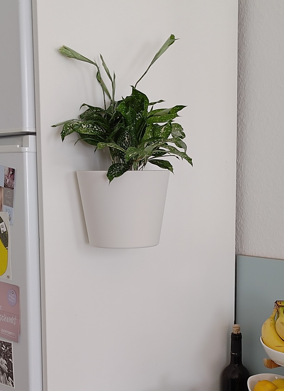 wall mounted flower pot