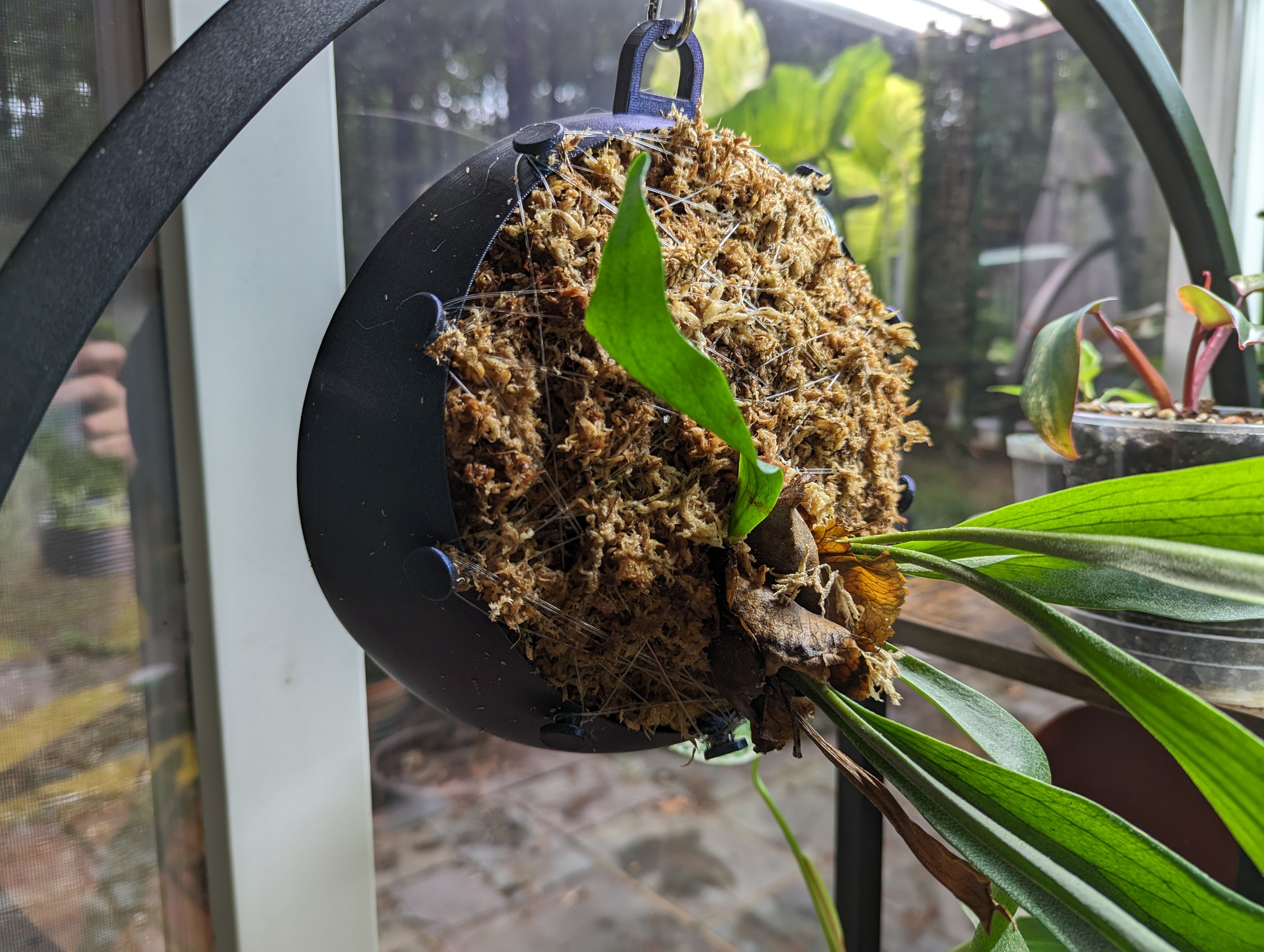 Staghorn Fern Wall Planter