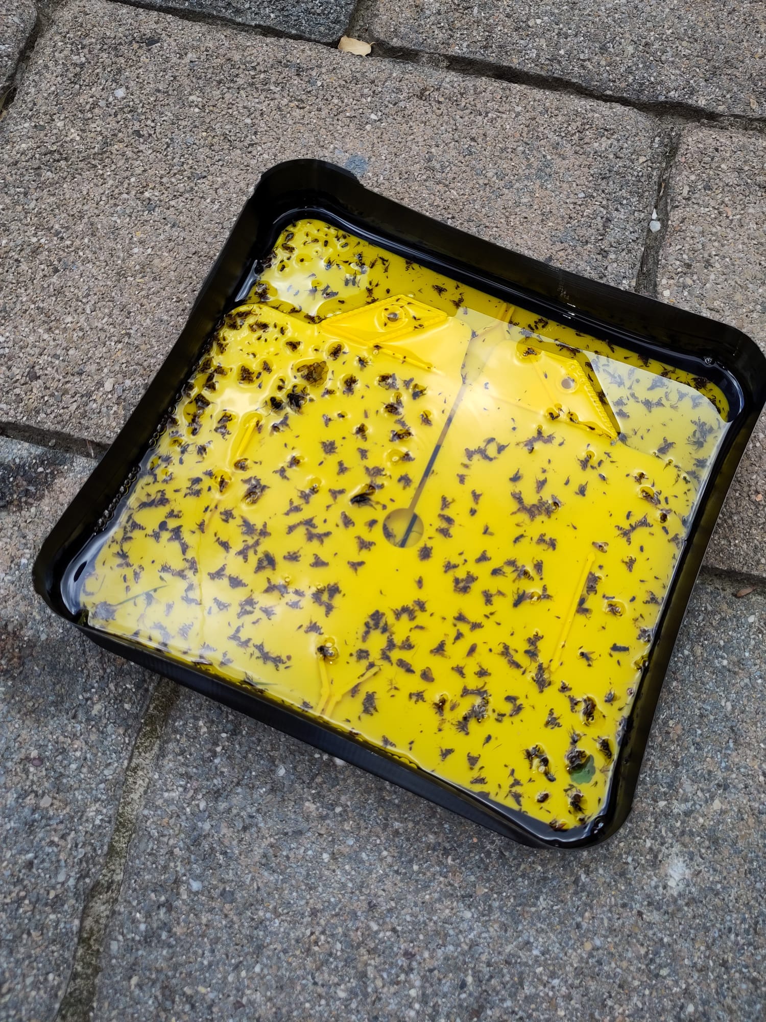 walnut fruit fly WalnutFlyTrapBox v1 — miniatura 4