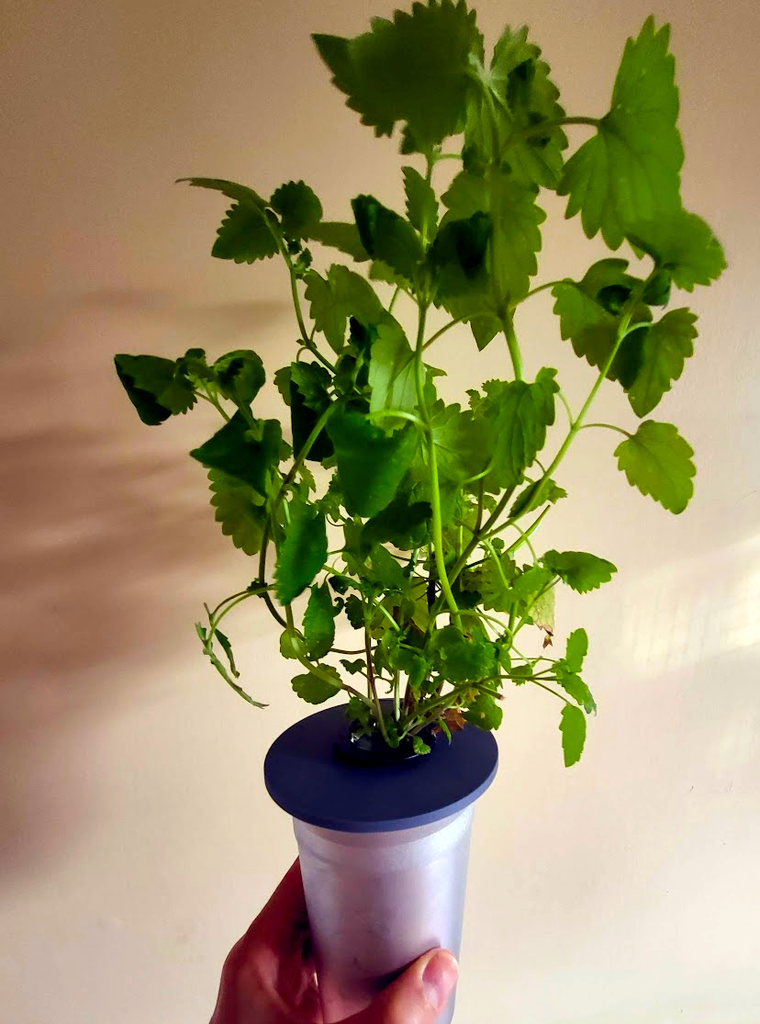 Pot Noodle Lid for Kratky Method grow pot, 32mm hole
