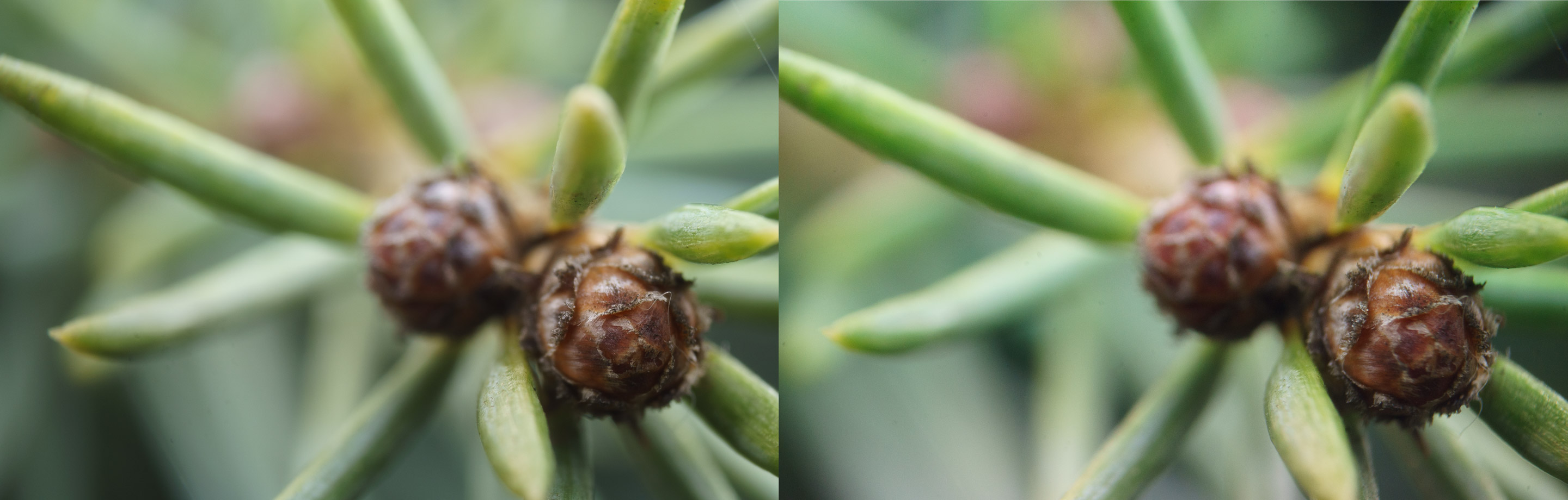 Lente Gran Angular Con Macro 0.45x Para Sony FDR-AX53