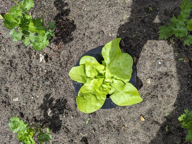 Lettuce Snail Slug Protection Ring Barrier Fence