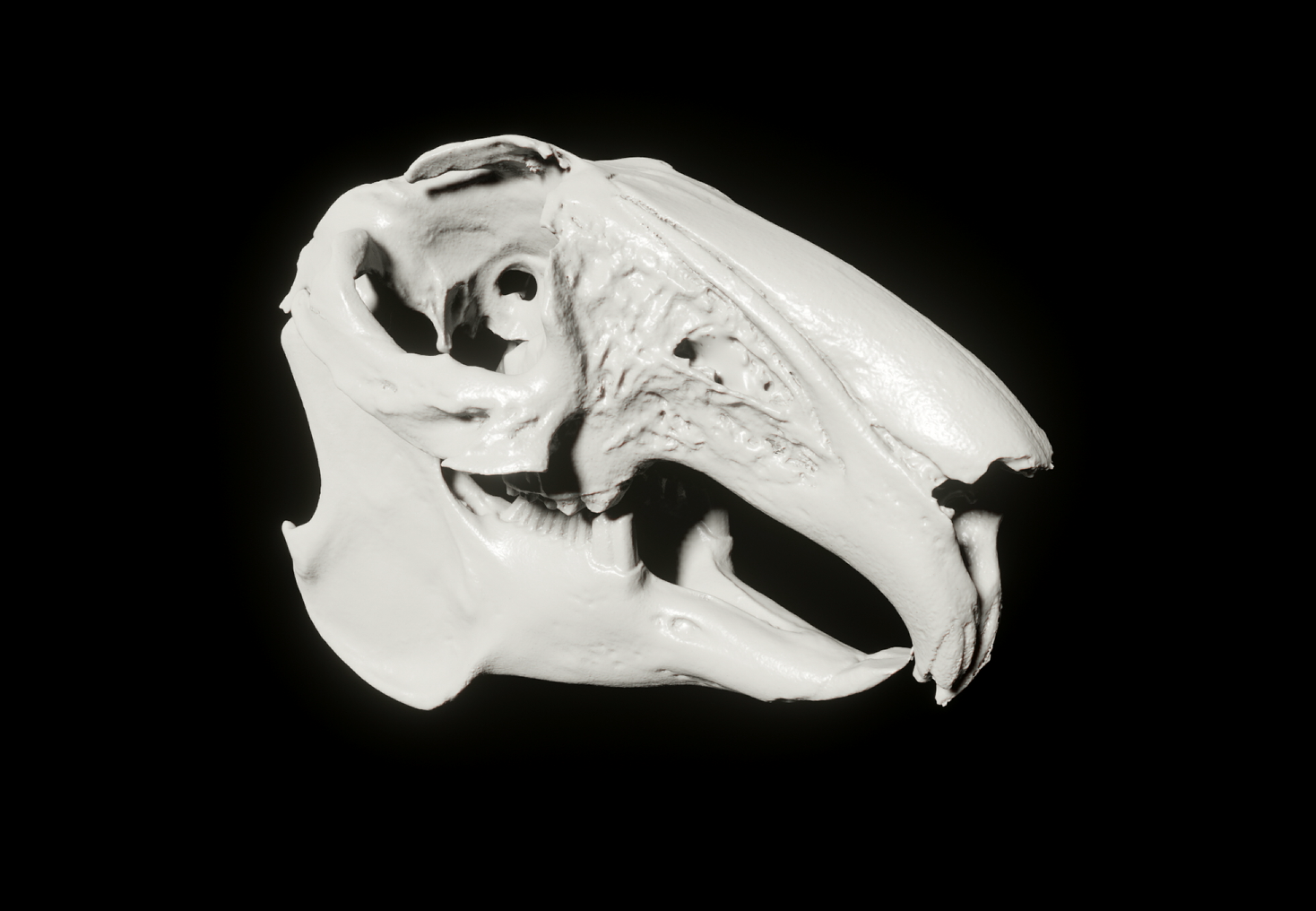 Scanned Rabbit Skull