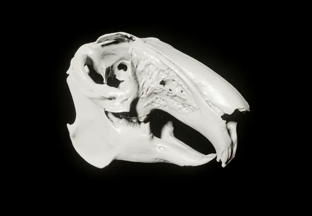 Scanned Rabbit Skull