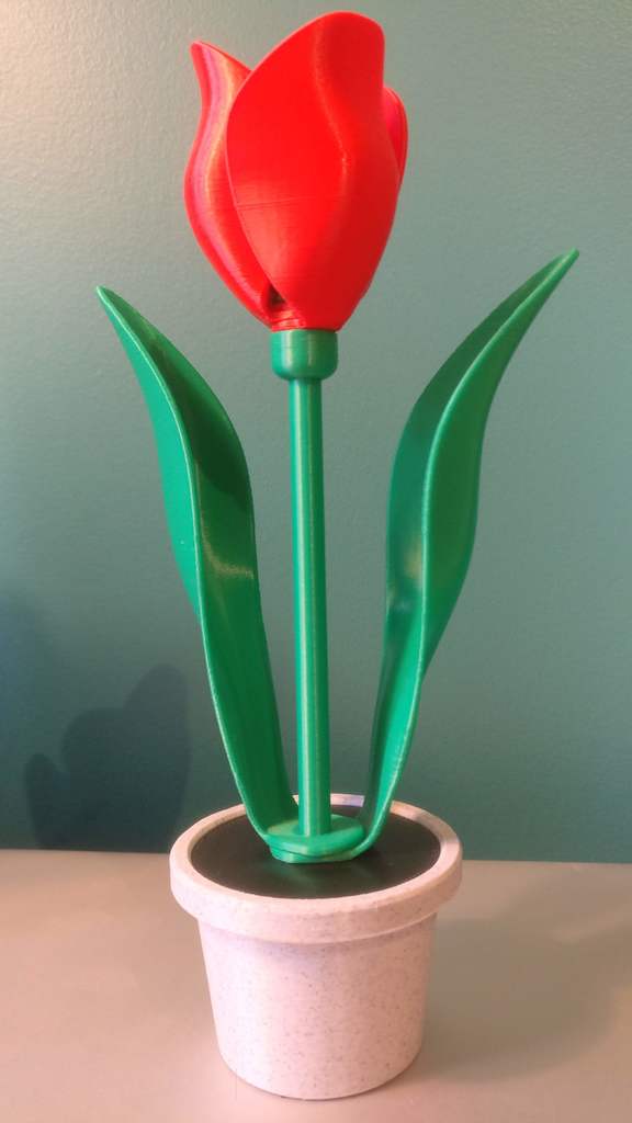 Single Tulip & Pot
