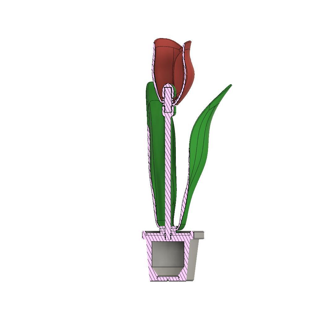 Miniatura 12 do modelo 3D Single Tulip & Pot