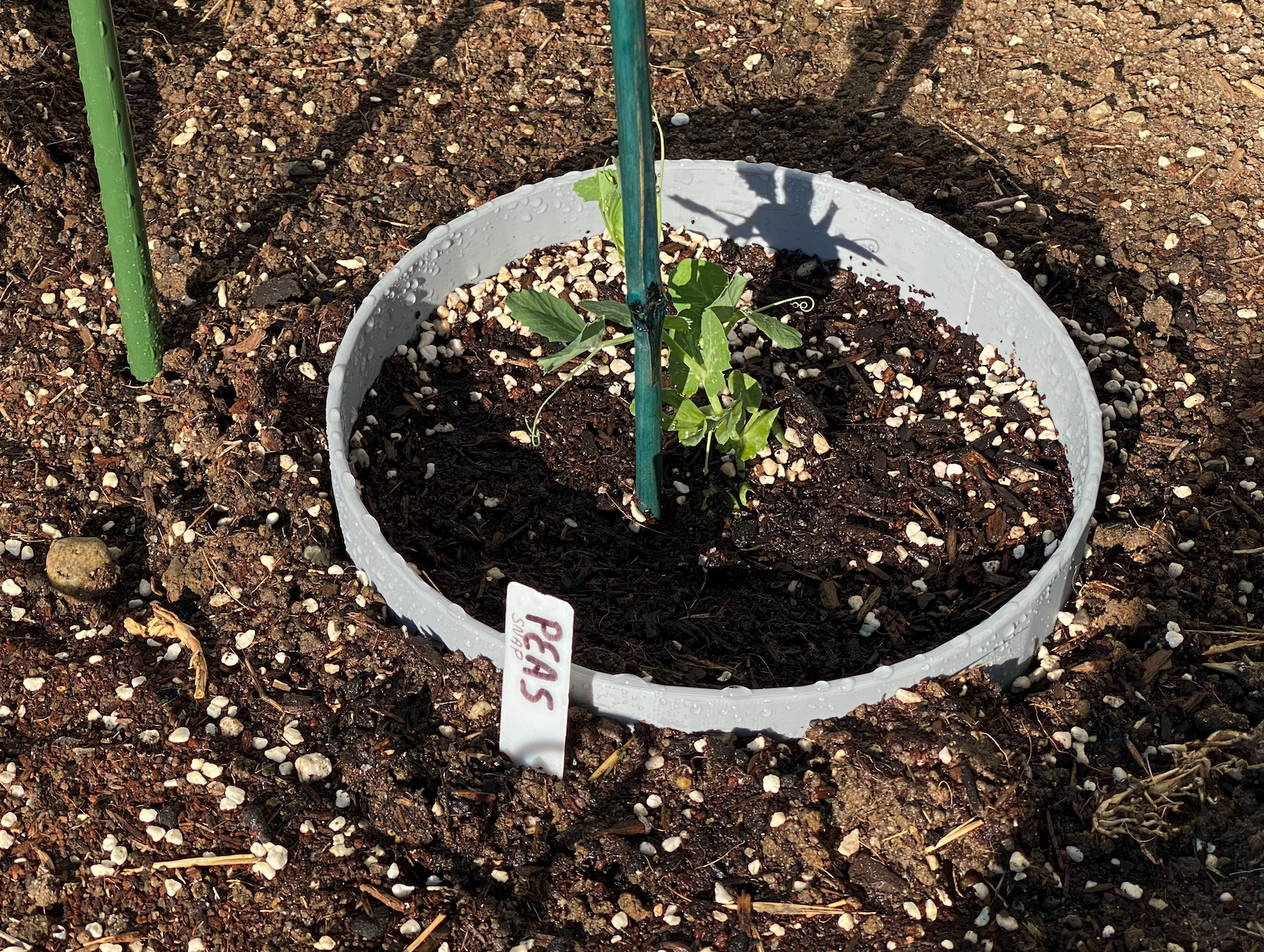 Plant watering ring
