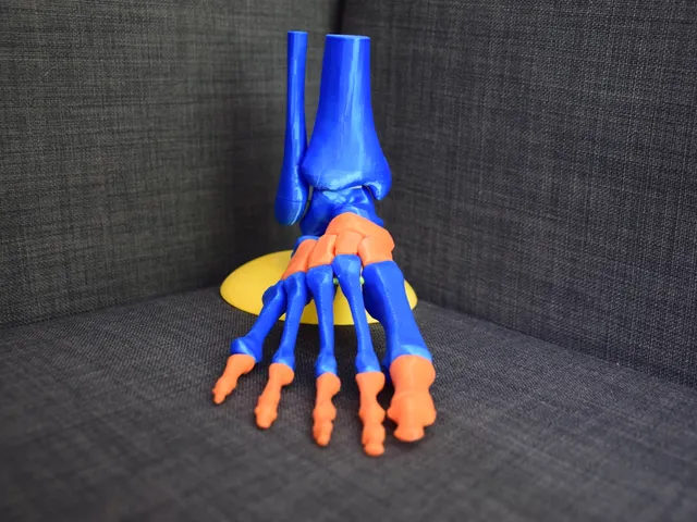 Human Foot Model