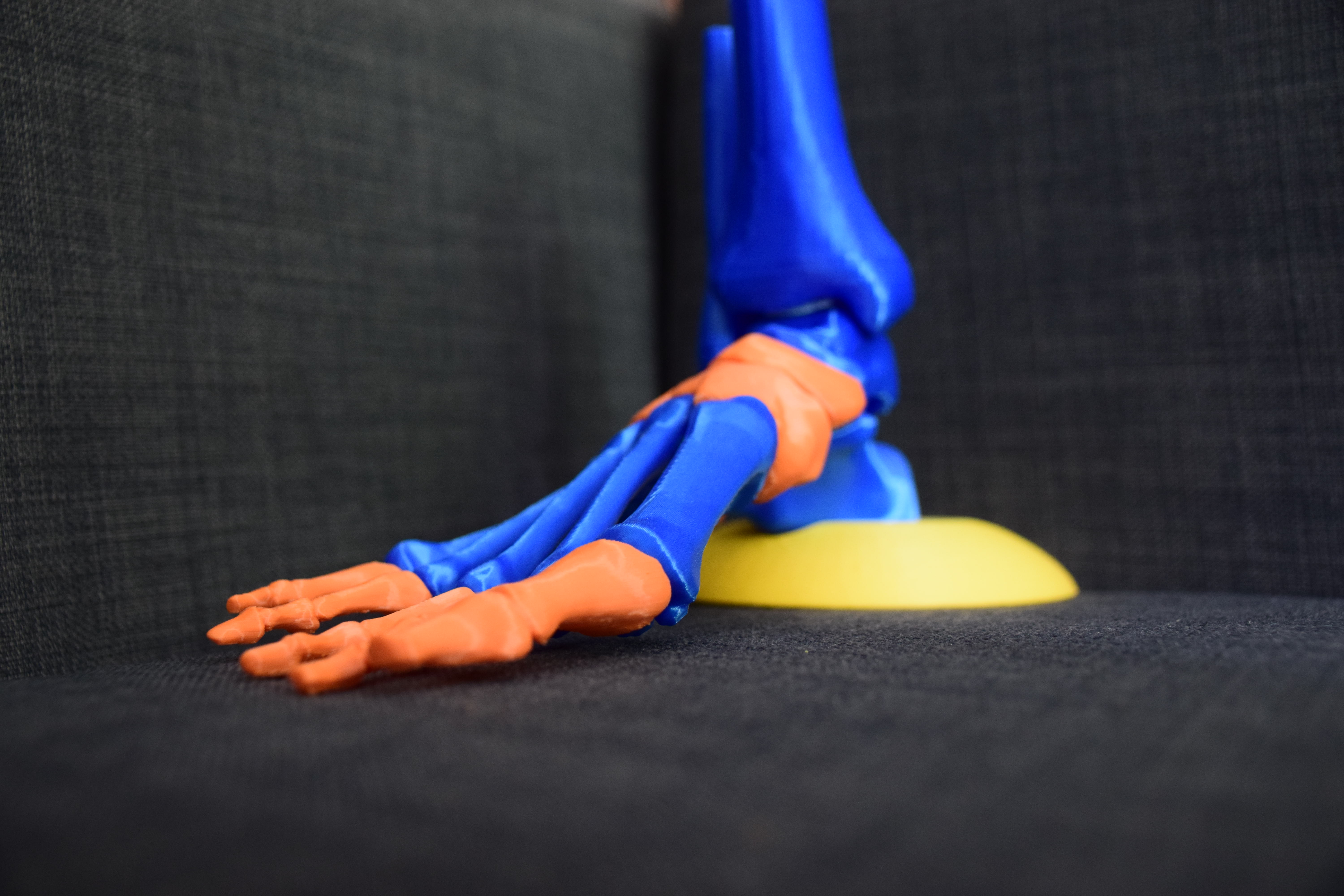 Human Foot Muscles Anatomy Model. Stock Photo - Image: 45894111