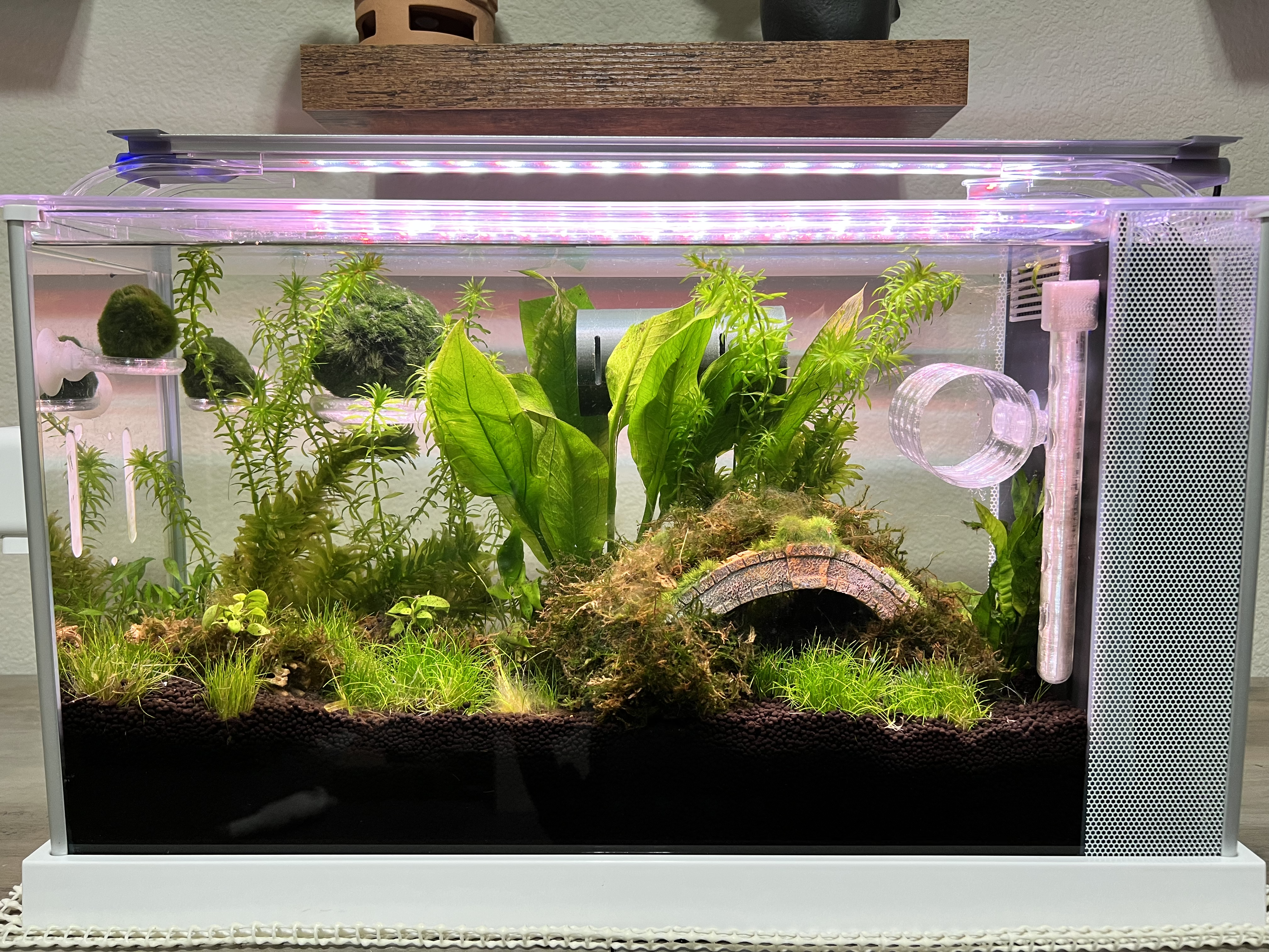 Betta Fish & Shrimp Floating Cave: Hideout Spot in Aquariums with Suction cups