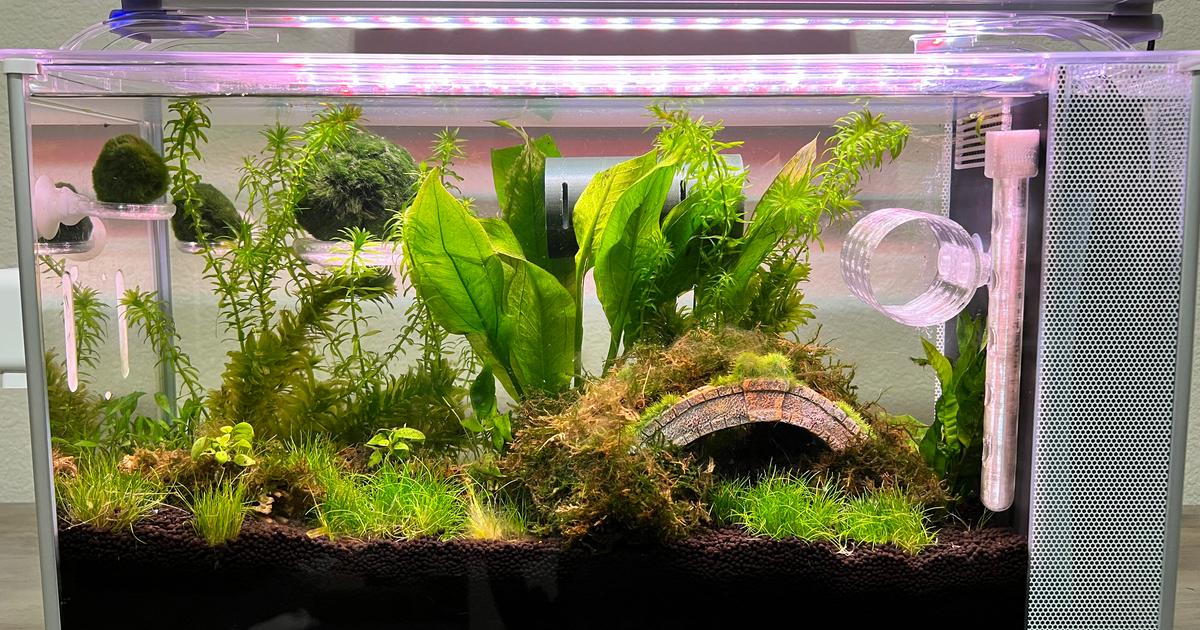 Fluval Spec V vertical diffuser rounded edges by bucklerbronze