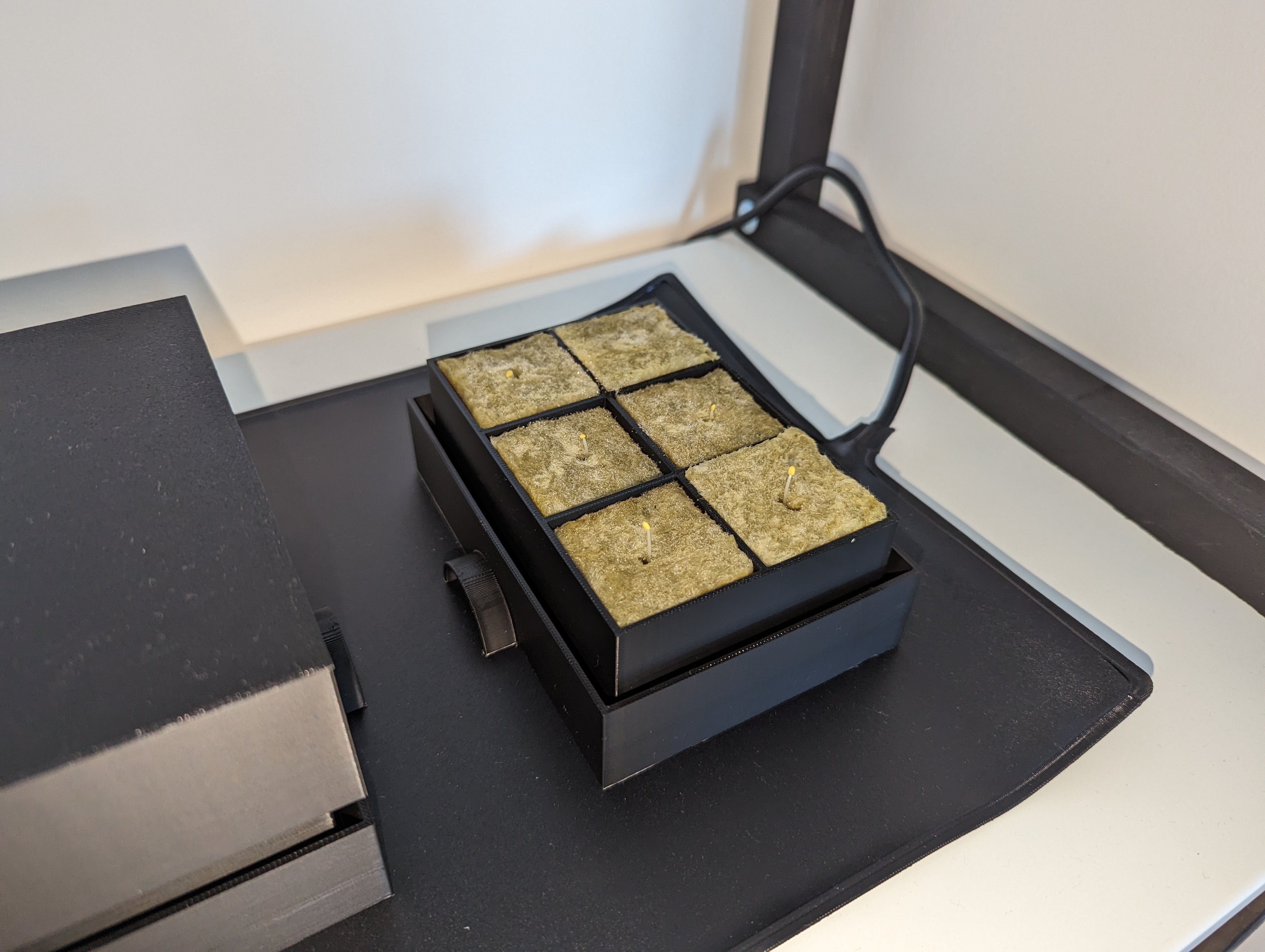 Rockwool germination tray