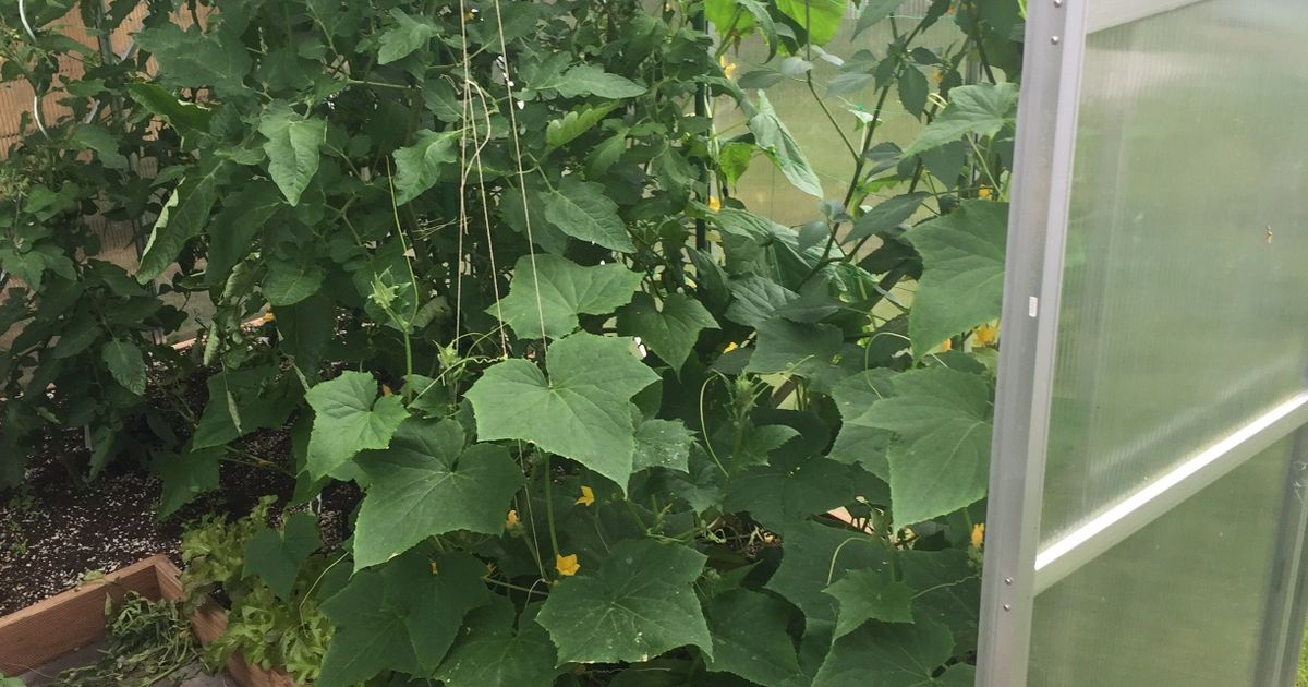 Greenhouse bottom door slider by Tylon Download free STL model