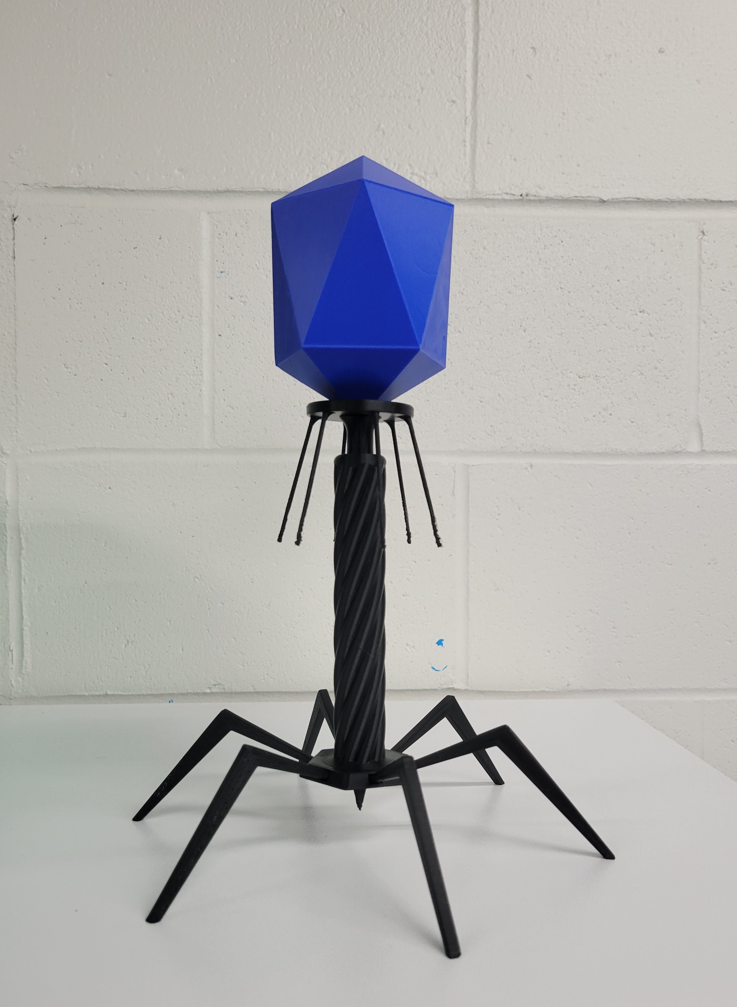 T4 Bacteriophage Model